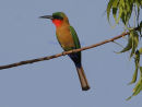 Red-throated Bee-eater
